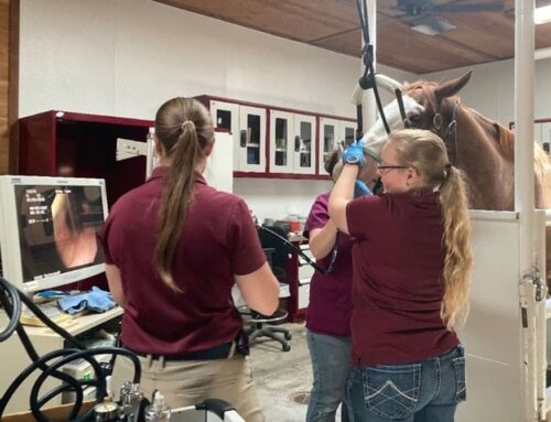 Reduce Your Horse’s Gastric Ulcer Risk