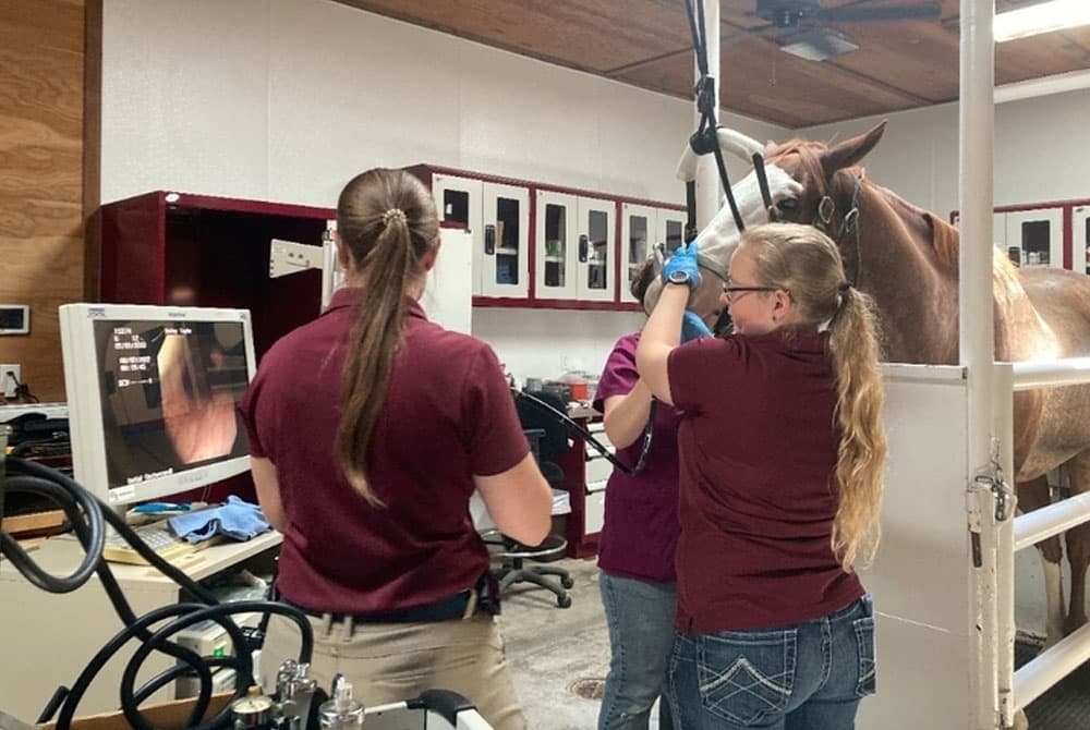 Three veterinary professionals in maroon shirts examine a horse in a clinic. One holds an endoscope while another views an image on a monitor, and the horse stands calmly in a white enclosure.