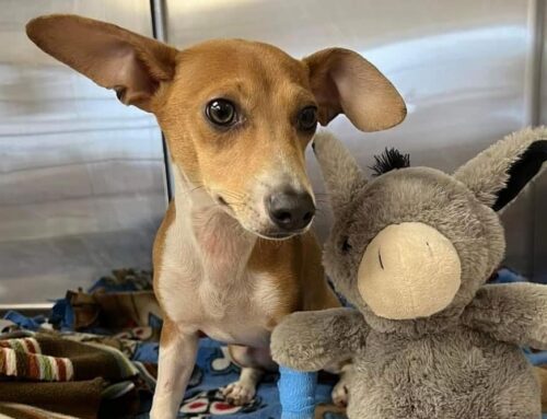 How Annual Bloodwork Helps Detect Hidden Pet Health Problems