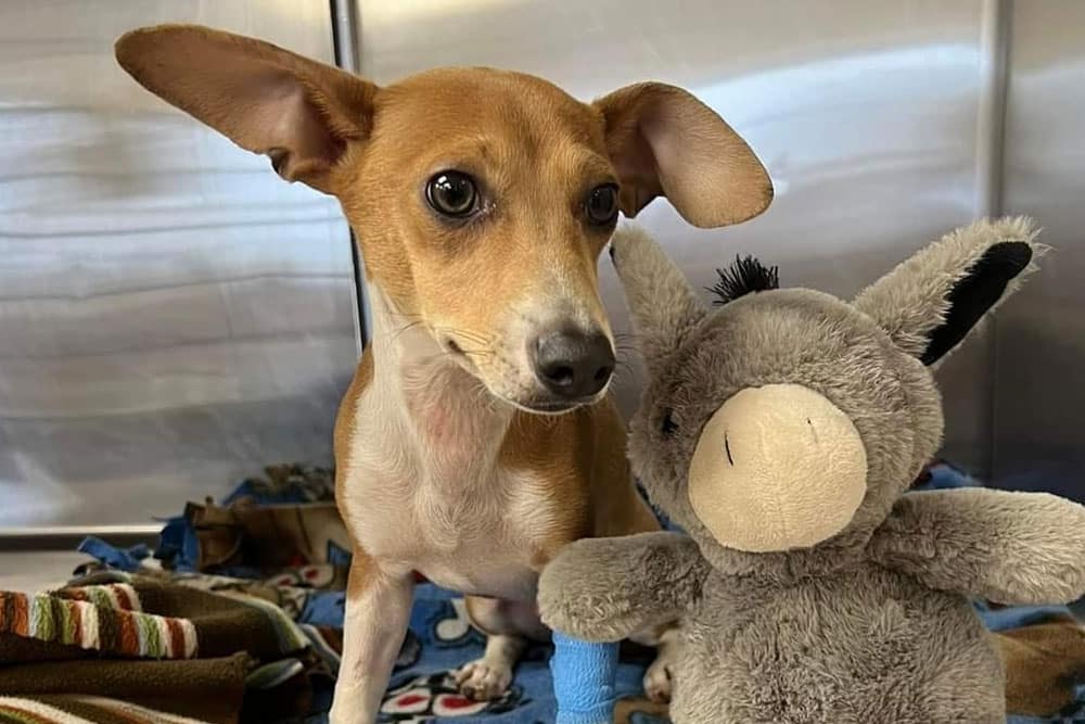 A small brown and white dog with large ears sits on a blanket next to a gray donkey plush toy. The dog has a blue bandage on its front leg. They are indoors, possibly at a veterinary clinic.