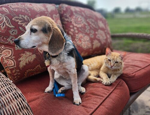 How Routine Wellness Exams Keep Dogs and Cats Healthy