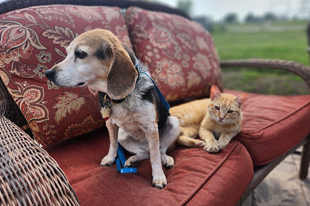 A beagle dog and an orange tabby cat sit together on a red cushioned wicker outdoor sofa. The dog is looking to the side while the cat lies comfortably beside it, looking at the camera. Green grass is visible in the background.