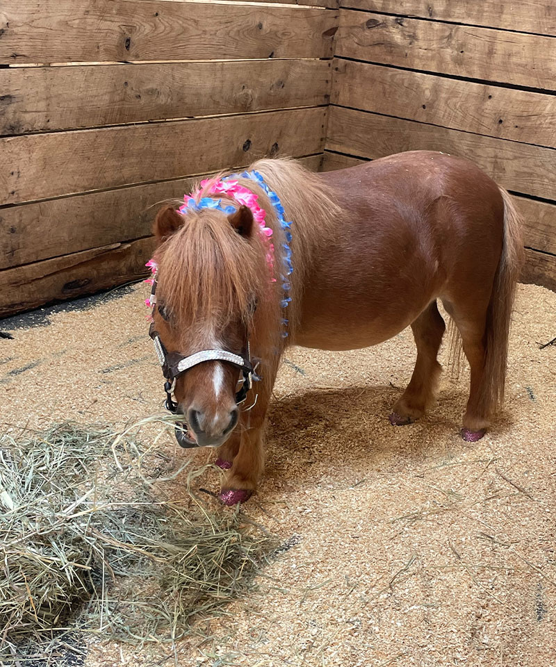 A small brown pony with a decorated mane stands in a wooden stall on a sawdust floor, next to a pile of hay, wearing a halter and colorful ribbons in its hair.