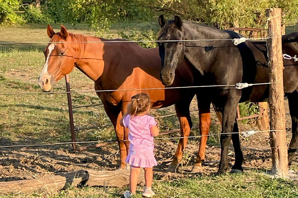 A young girl in a pink dress stands in front of a fence, looking at a brown horse and a black horse in a grassy outdoor area. The sun is shining, casting warm light on the scene.