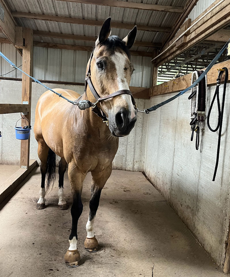 A tan and white horse with a black mane stands in a stable, secured with cross-ties. The horse is wearing boots on its front hooves and stands on a concrete floor with stable equipment hanging on the wall.