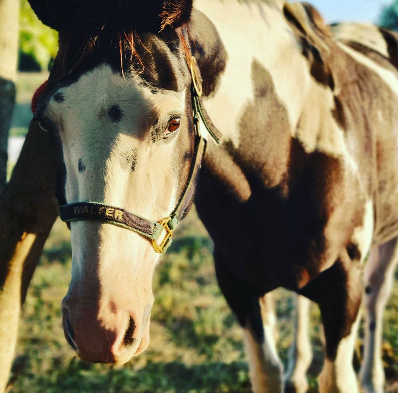 A close-up of a black and white horse wearing a halter labeled "WALTER," standing outdoors on grass with sunlight casting shadows on its body.