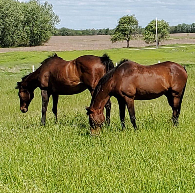 Two brown horses graze in a lush green field with trees and farmland in the background under a partly cloudy sky.