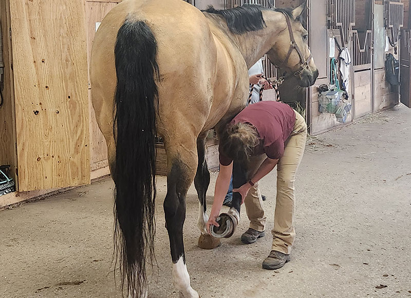 A person in a maroon shirt and khaki pants is cleaning the hoof of a tan horse inside a stable with wooden stalls and various equipment visible in the background.