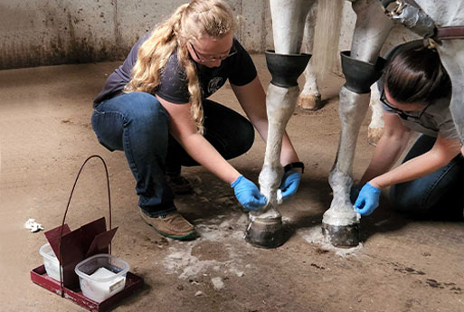 Two people wearing blue gloves are crouched down, cleaning or treating the front legs and hooves of a white horse. Supplies and containers are placed on the floor nearby.