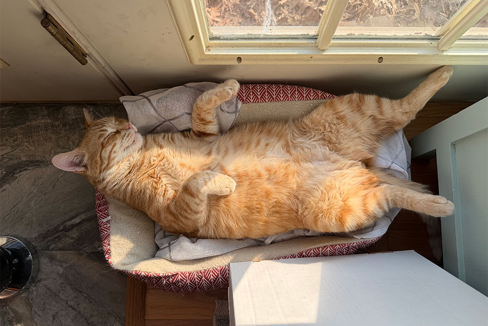 An orange tabby cat is lying on its back in a small bed by a sunny window, with its belly exposed and paws curled up, appearing relaxed and comfortable.