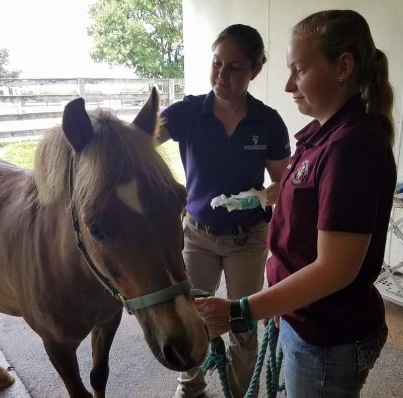 Two women stand with a brown pony; one holds the pony’s halter and a blue rope, while the other appears to be examining or grooming the pony in a well-lit stable area.