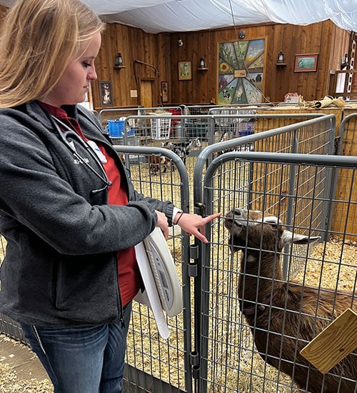 A woman in a gray jacket touches the nose of a brown goat through a metal pen fence inside a barn with wooden walls and various paintings hanging on them.
