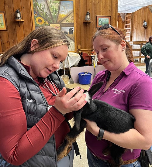 Two women examine a small black and brown goat indoors. One woman holds the goat while the other checks its mouth. Both appear focused; wooden walls, artwork, and a blue bucket are visible in the background.