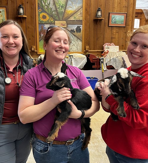 Three smiling women indoors each hold a baby goat. The setting includes wooden walls, paintings, and rustic decorations, creating a warm, cozy atmosphere.