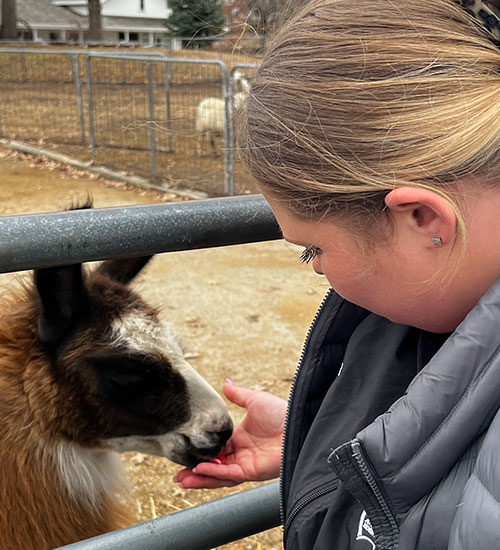 A woman with blonde hair in a ponytail feeds a brown and white llama through a metal fence at an outdoor enclosure.