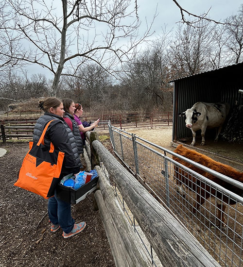 Two people stand by a wooden fence at an outdoor animal enclosure, observing a cow inside a shelter. One person holds a large orange bag and supplies. Leafless trees and cloudy skies are in the background.