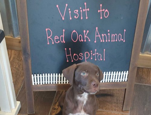 Puppy and Kitten First Visit: What to Expect