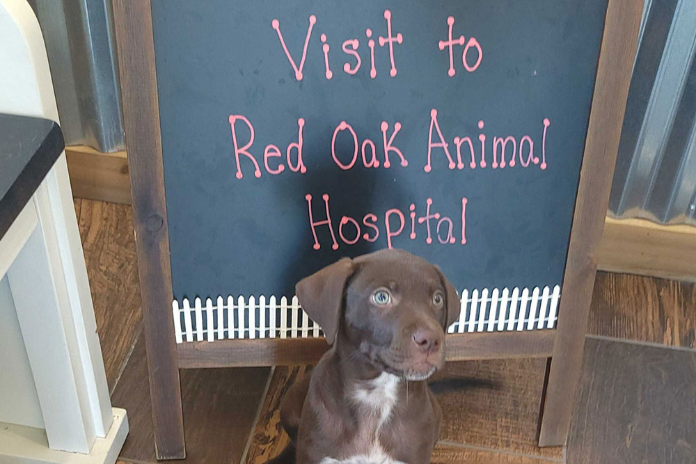 A brown and white puppy sits in front of a chalkboard sign that reads, "Visit to Red Oak Animal Hospital," inside a building with wood floors and metal walls.