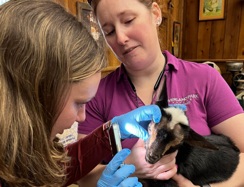 Red Oak Animal Hospital Is the New Official Veterinarian for Deanna Rose Children’s Farmstead