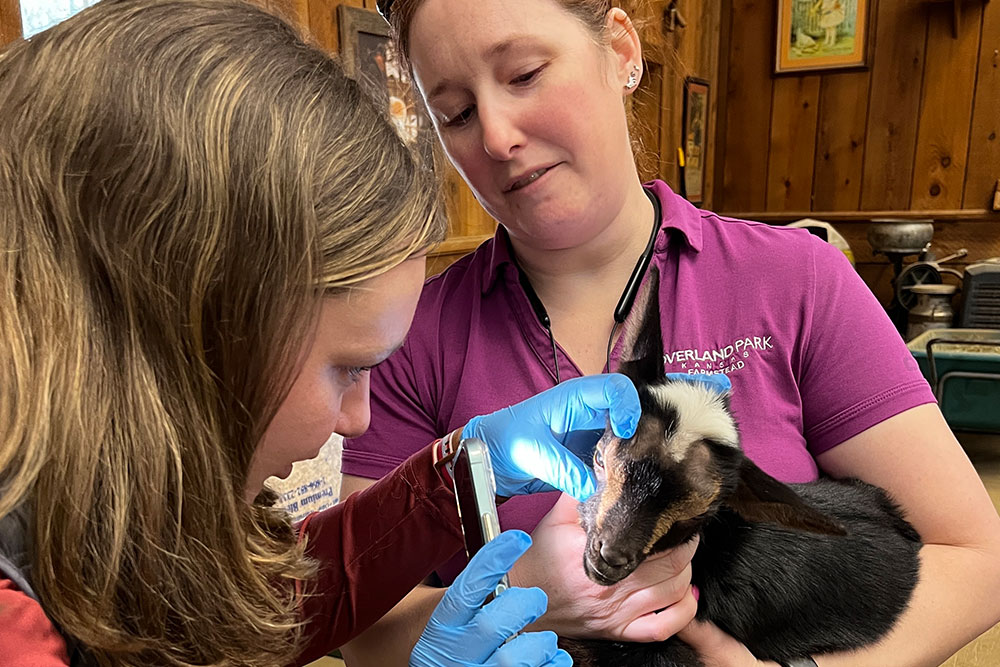 A woman holds a small black and white goat while another person wearing blue gloves examines the goat’s head with a flashlight in a wooden room, suggesting a veterinary check-up.
