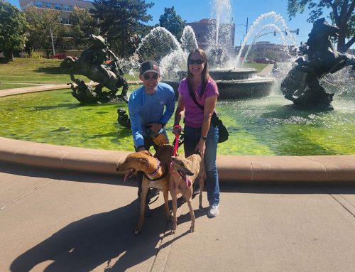 Privately Owned Veterinary Care in Kansas City: What Pet Owners Should Know