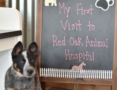 How to Change Veterinarians: A Simple Guide for Pet Owners