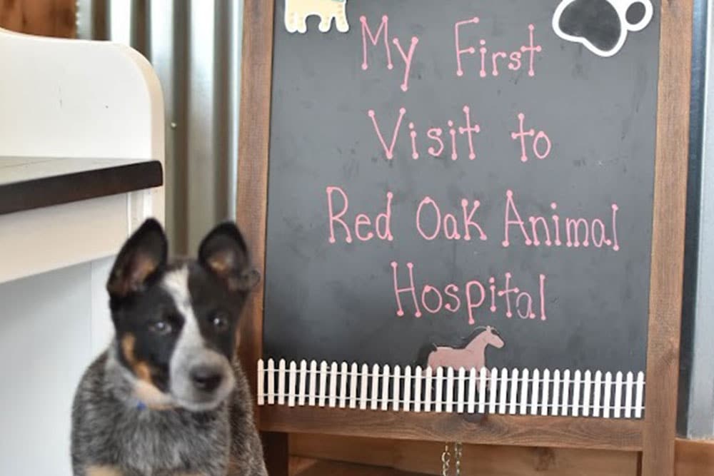 A small puppy with black, brown, and white fur sits in front of a chalkboard sign that reads, "My First Visit to Red Oak Animal Hospital." Animal shapes and a small decorative fence are also on the sign.